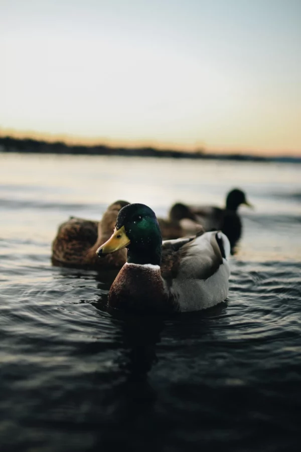 ToF Fotobehang vogels drie eenden zwemmend in het water