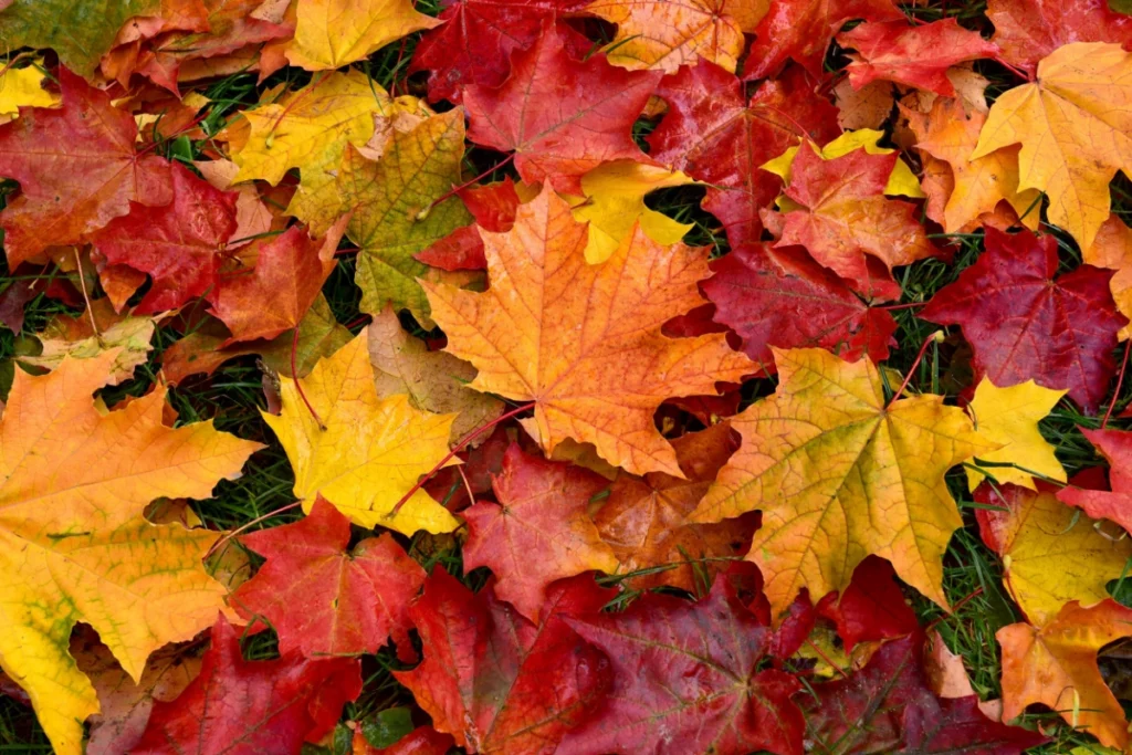 ToF Fotobehang bladeren herfst