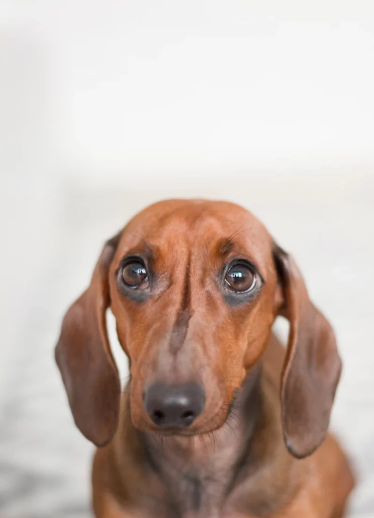 ToF Fotobehang hond kop van teckel