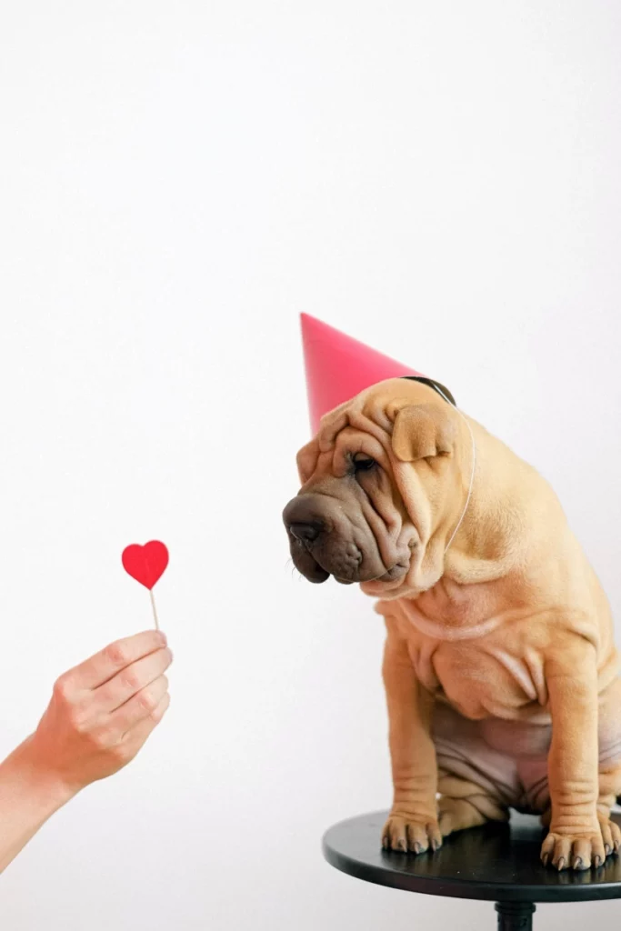 ToF Behang hond shar-pei met feestmuts