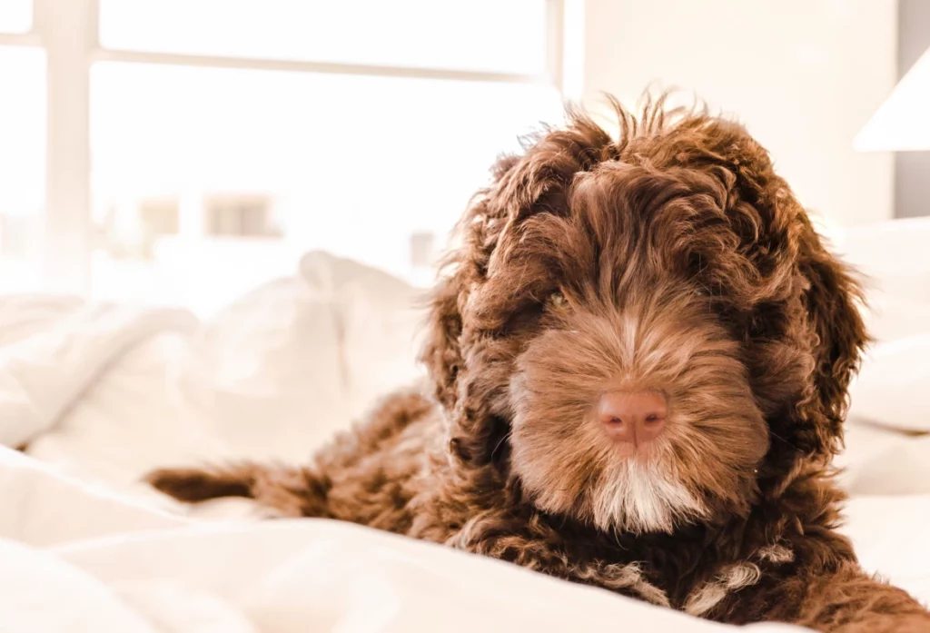 ToF Behang hond close-up labradoodle