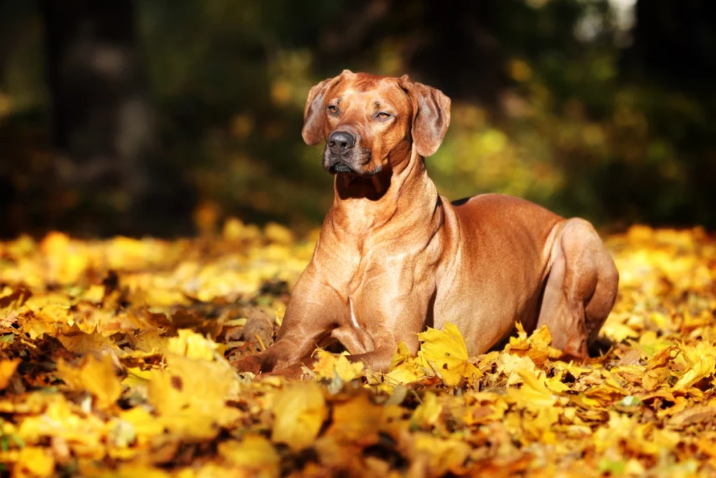 ToF Behang hond Rhodesian ridgeback