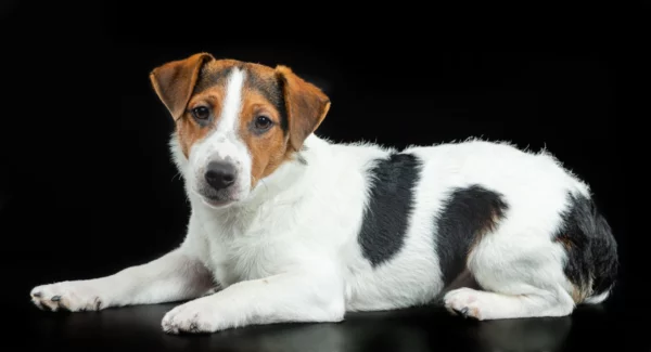 ToF Behang hond liggende Jack Russell op zwarte achtergrond