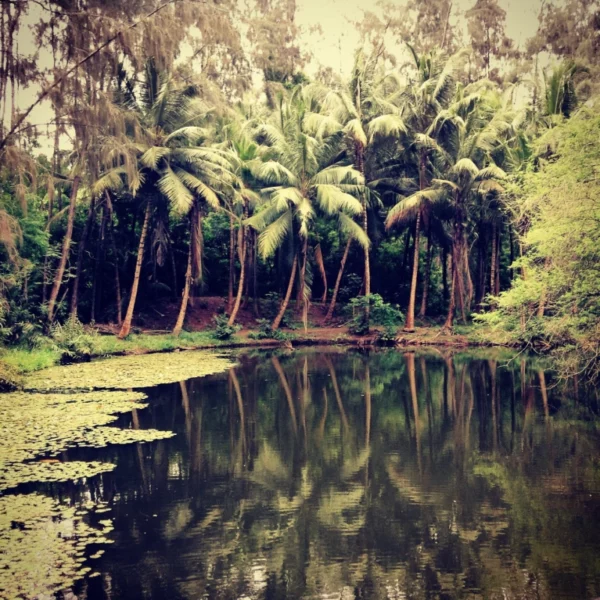 ToF Fotobehang jungle met water