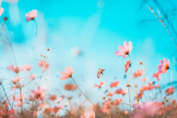 ToF Behang lente bloemenveld Cosmea