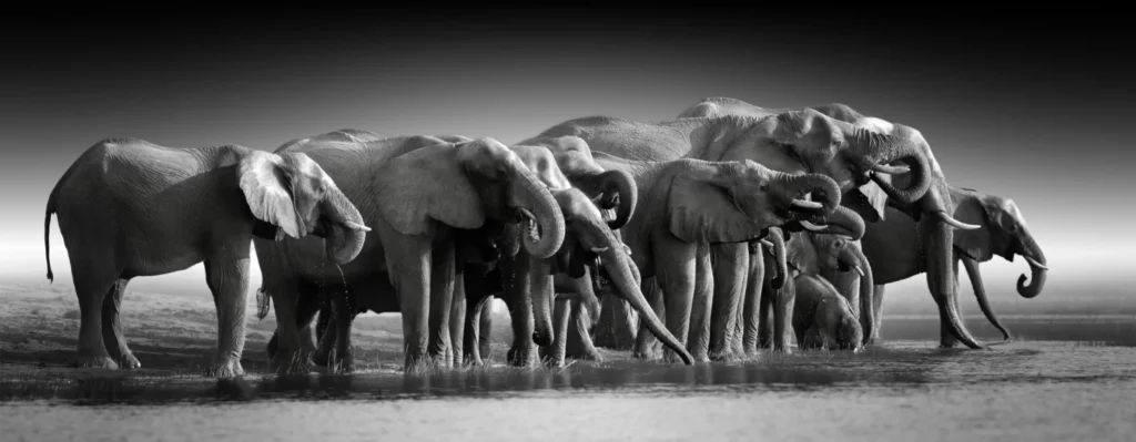 ToF Behang olifant groep van meerdere olifanten bij water in zwart-wit