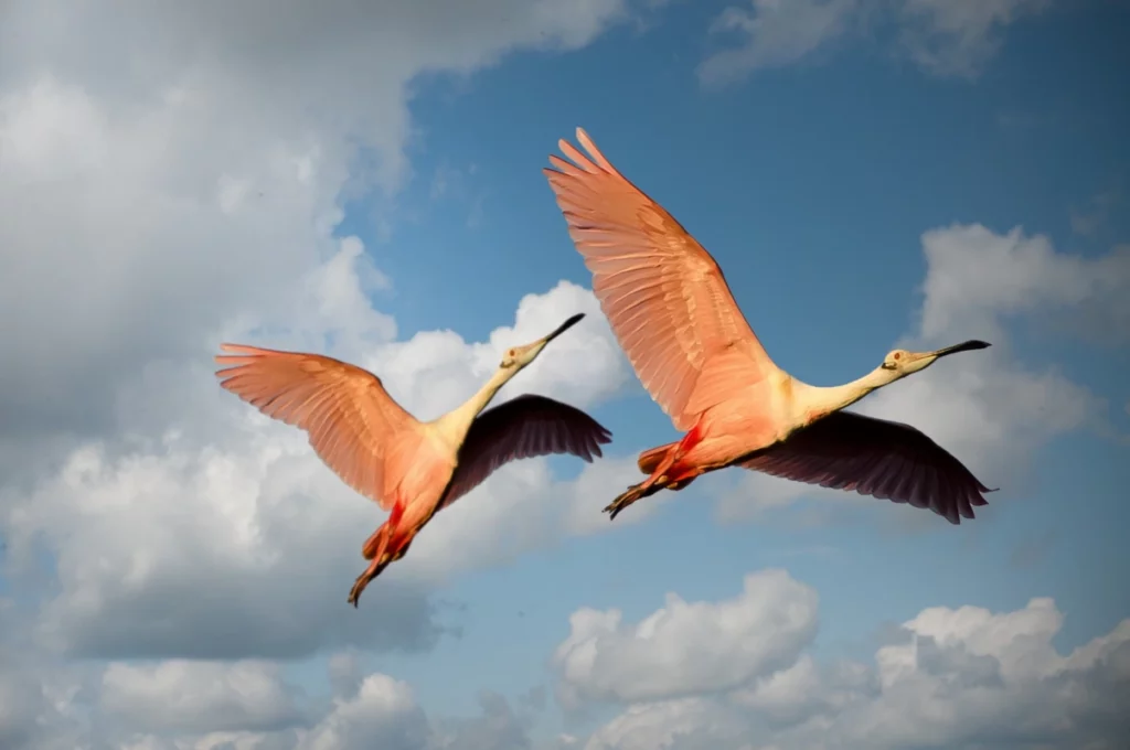 ToF Fotobehang vogels twee vliegende rode lepelaars