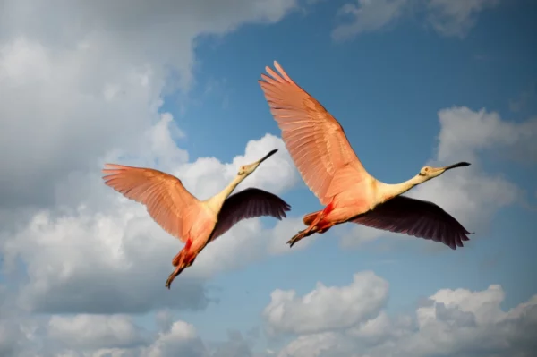 ToF Fotobehang vogels twee vliegende rode lepelaars