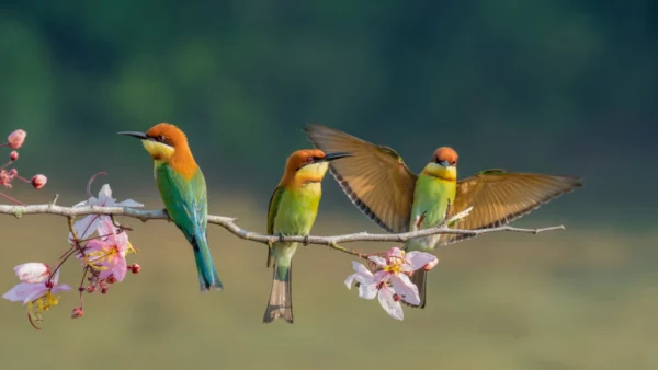 ToF Fotobehang vogels drie bijeneters op een tak