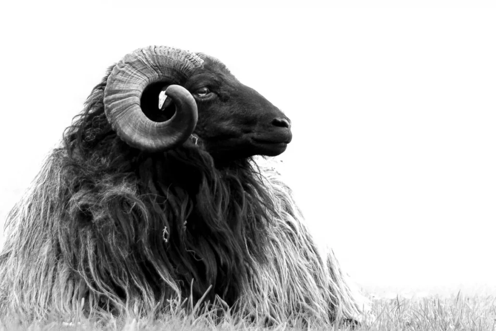 ToF  Fotobehang boerderijdieren ram in zwart-wit