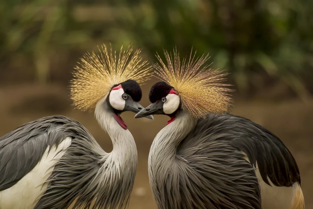 ToF Fotobehang vogels twee paradijsvogels die elkaar aankijken