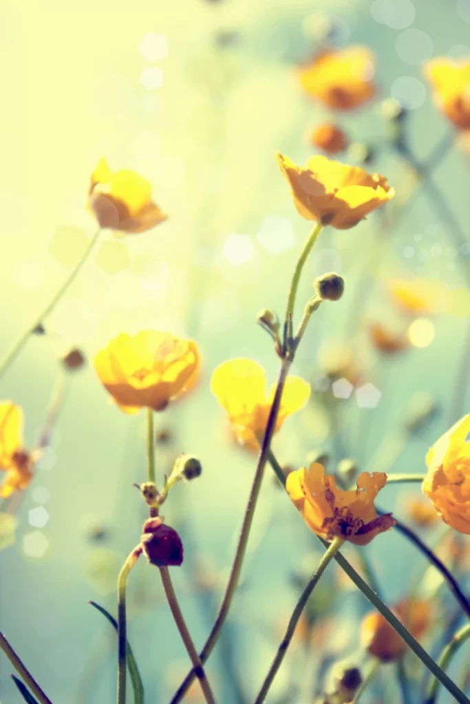 ToF Fotobehang bloemen geel met vervaagde achtergrond