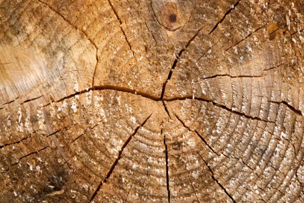 ToF Fotobehang bomen boomstam close-up