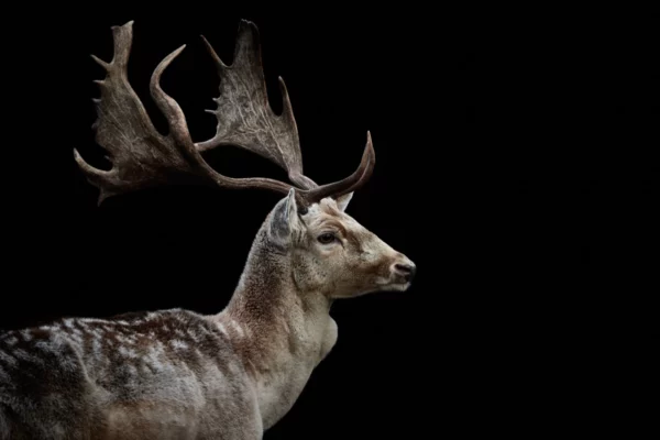 ToF Fotobehang dieren damhert op zwart achtergrond