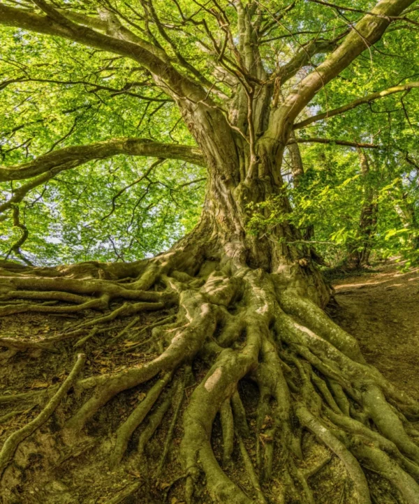 ToF Behang bomen boom met veel wortels boven de grond