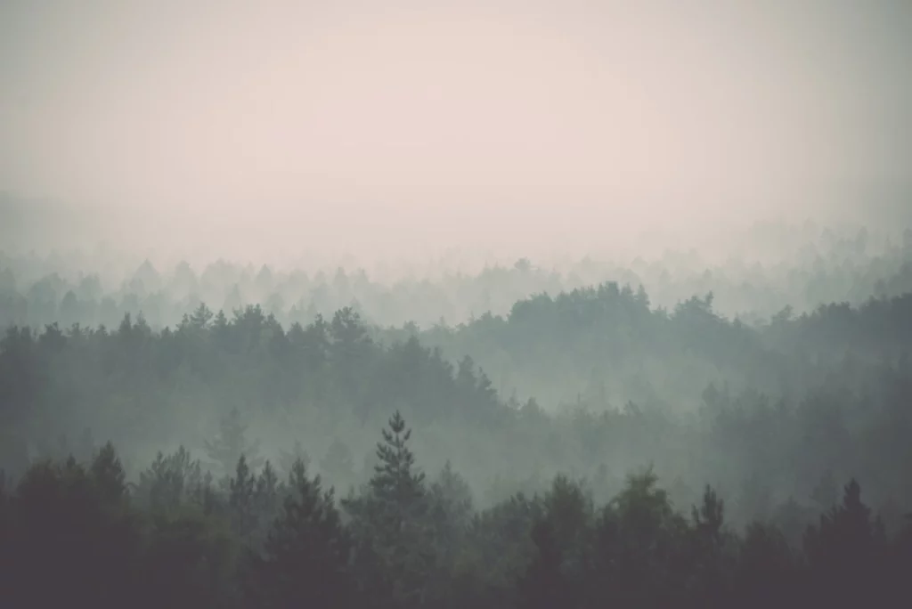 ToF Fotobehang bos dennenbomen in de mist