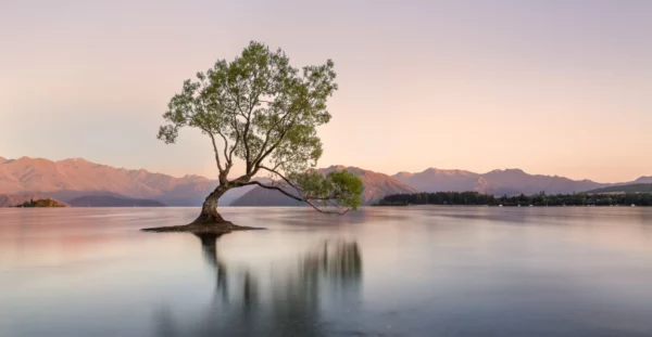 ToF Fotobehang bomen boom in het water met bergen