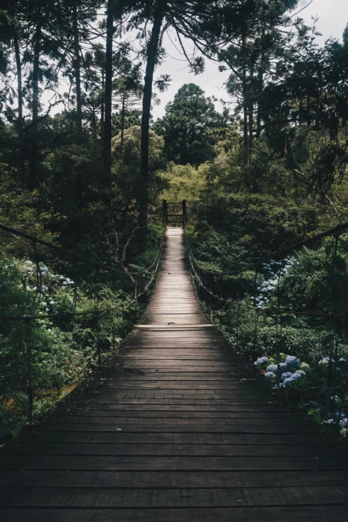 ToF Fotobehang brug in de jungle