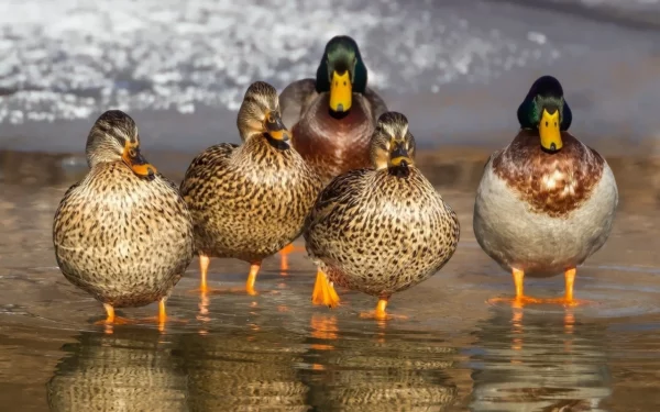 ToF Fotobehang vogels vijf eenden bij elkaar