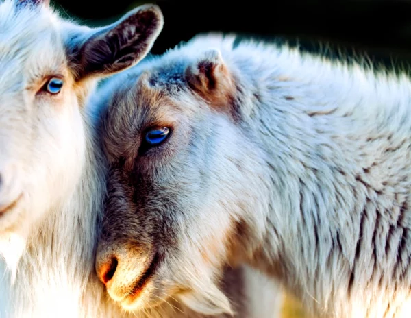 ToF Behang boerderijdieren close-up kop twee geiten