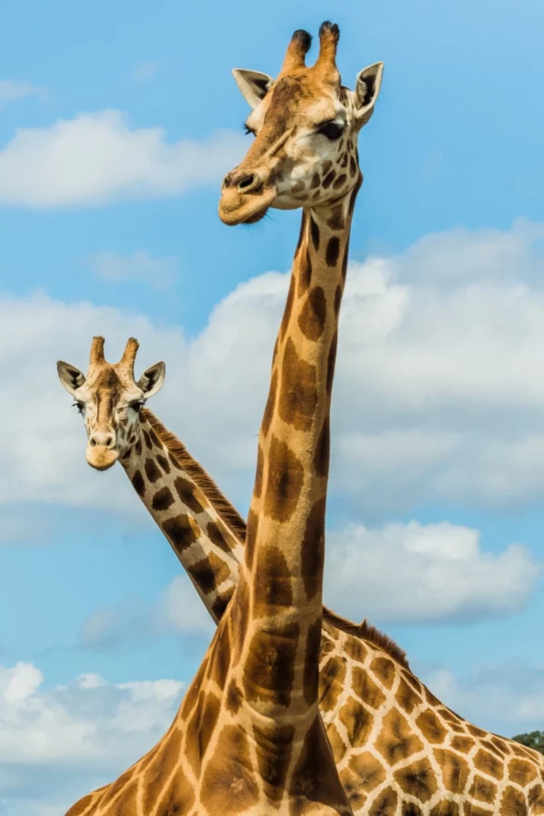 ToF Fotobehang giraffe close-up nek en kop