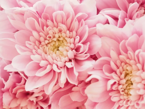 ToF Fotobehang bloem Chrysanten close-up