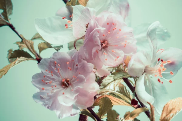 ToF Fotobehang bloemen sakura bloem