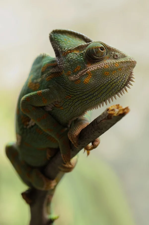 ToF Fotobehang dieren kameleon op een tak