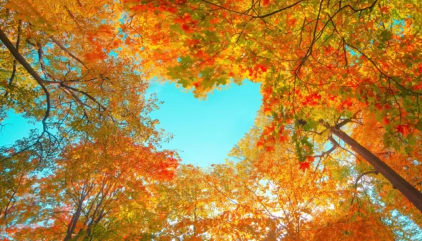 ToF Fotobehang bomen in hart vorm