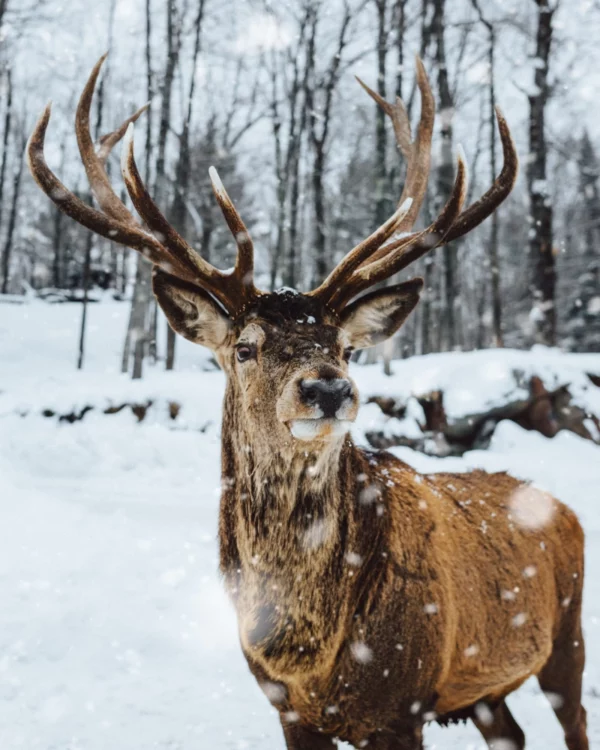 ToF Behang bosdieren edelhert in de sneeuw