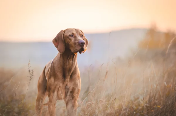 ToF Fotobehang hond vizsla in het gras