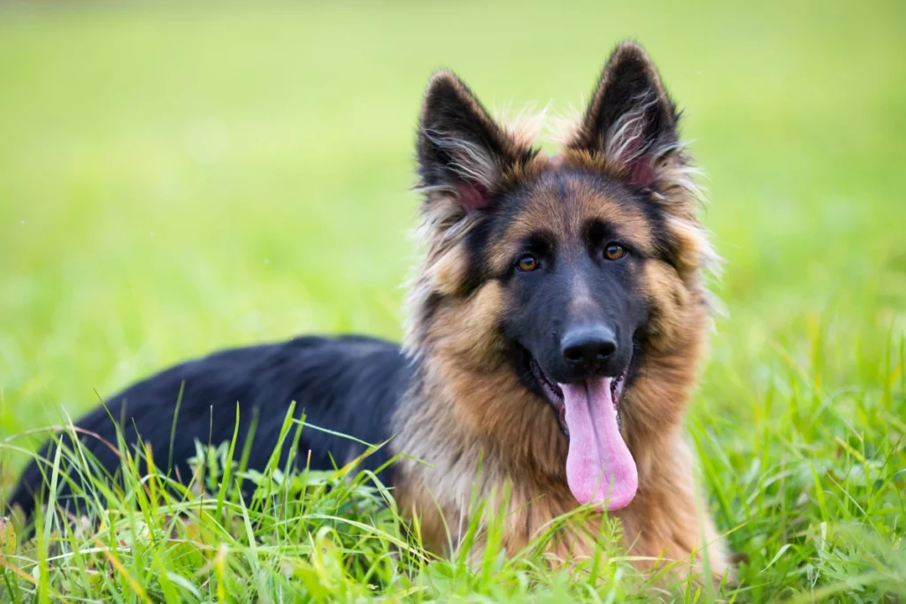 ToF Behang hond jonge herder in het gras