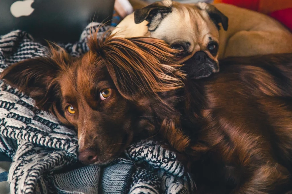 ToF Fotobehang honden spaniël en mopshond