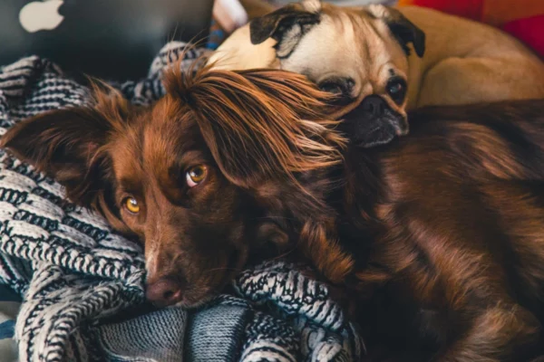 ToF Fotobehang honden spaniël en mopshond