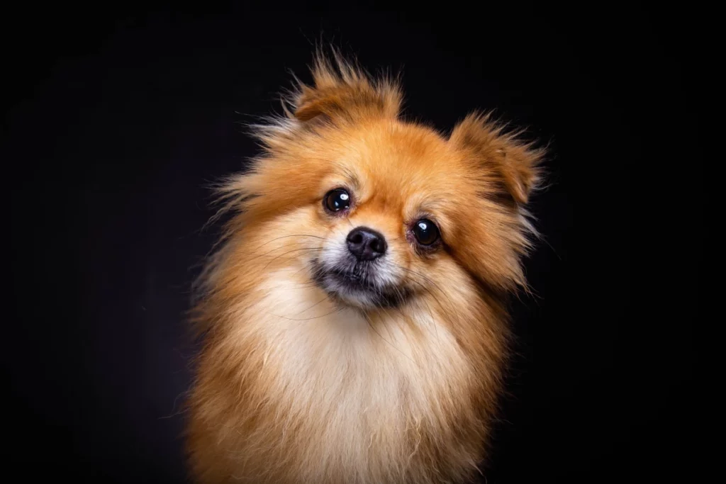 ToF Fotobehang hond dwergkeeshond