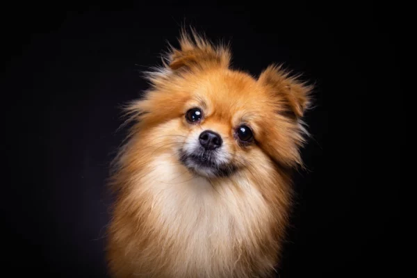 ToF Fotobehang hond dwergkeeshond op zwarte achtergrond