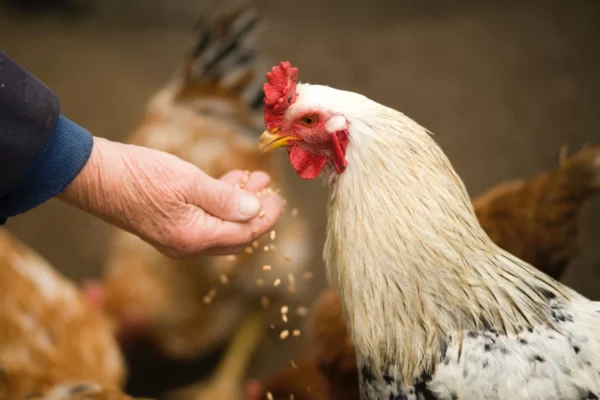 ToF Fotobehang vogels kip die gevoerd wordt