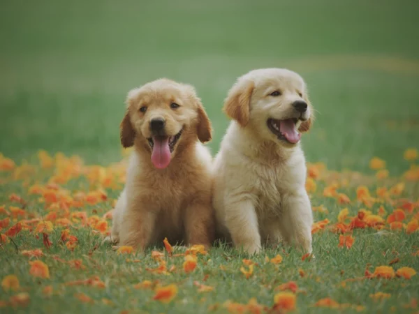 ToF Fotobehang honden golden retriever puppy's