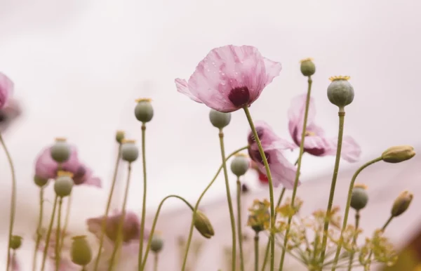 ToF Fotobehang bloem Slaapbollen in veld