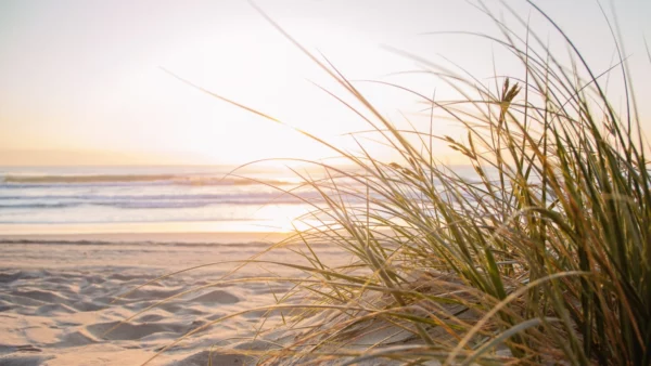 ToF Fotobehang strand met gras close-up