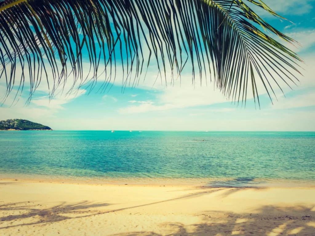 ToF Fotobehang strand met palmboom bladeren