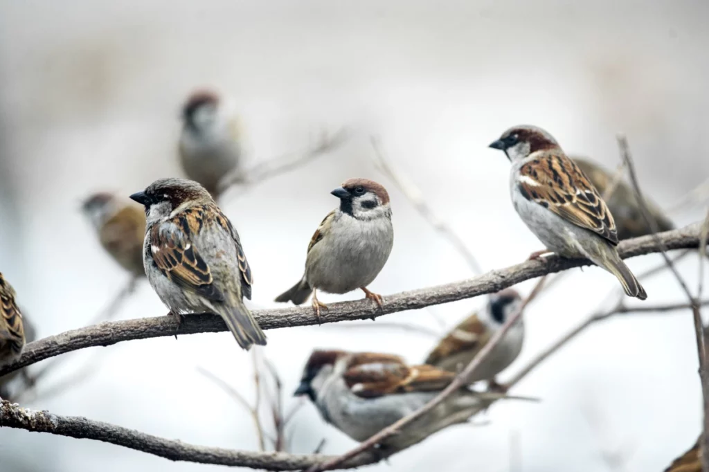 ToF Fotobehang vogels meerdere mussen zittend op takken