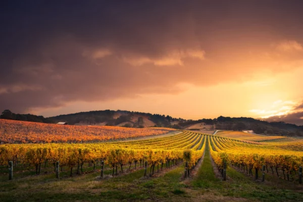 ToF Behang eten en drinken landschap wijngaard