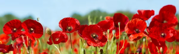 ToF Fotobehang bloem papaverveld