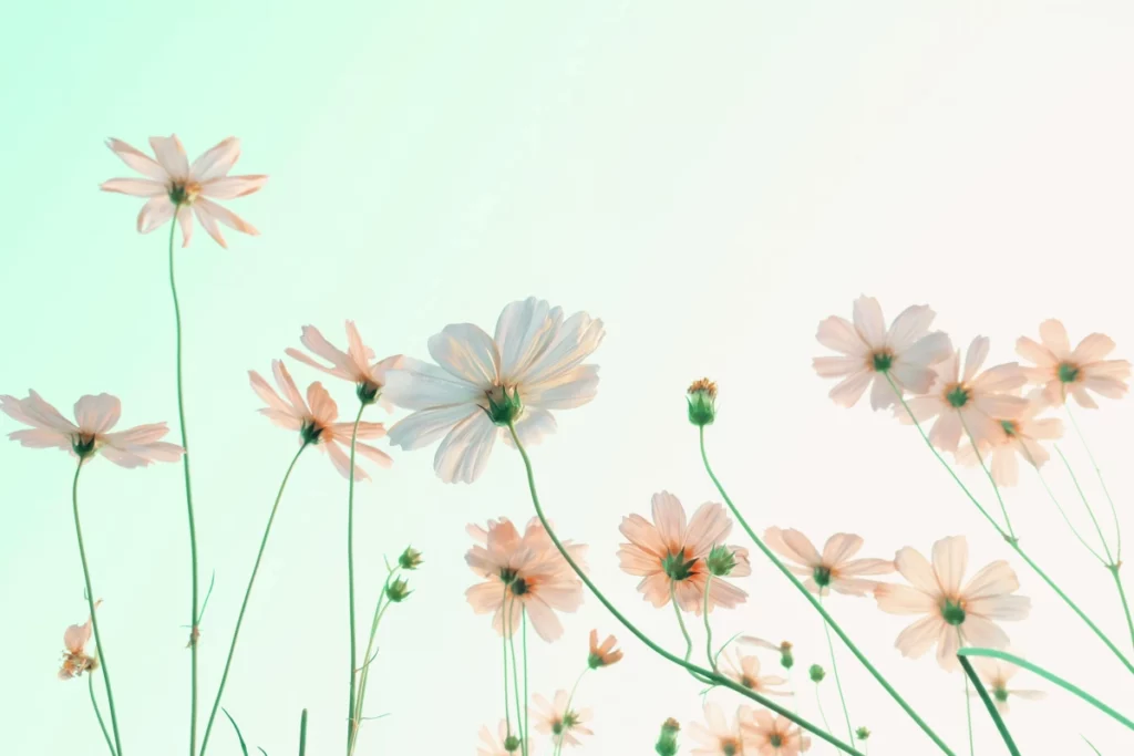 ToF Fotobehang bloem Cosmos wit in veld