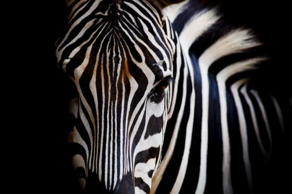 ToF Fotobehang dier burchell zebra