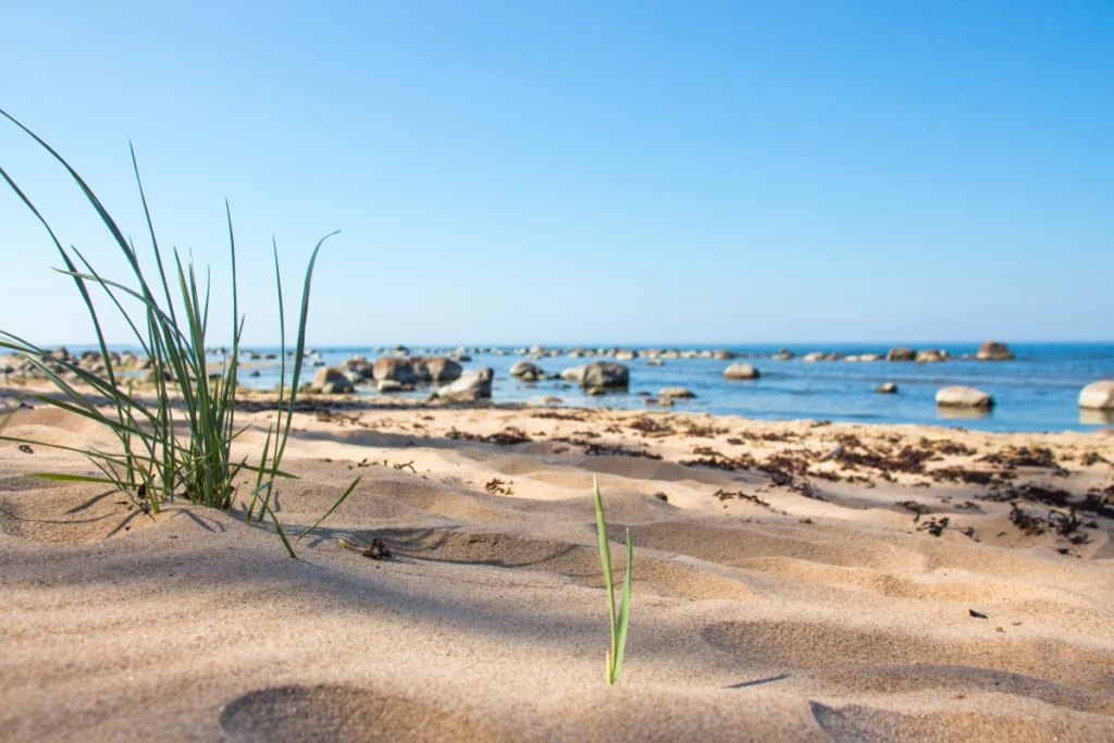 ToF Fotobehang strand met gras