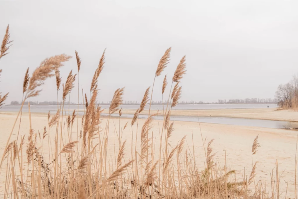 ToF Behang natuur gras met strand op de achtergrond