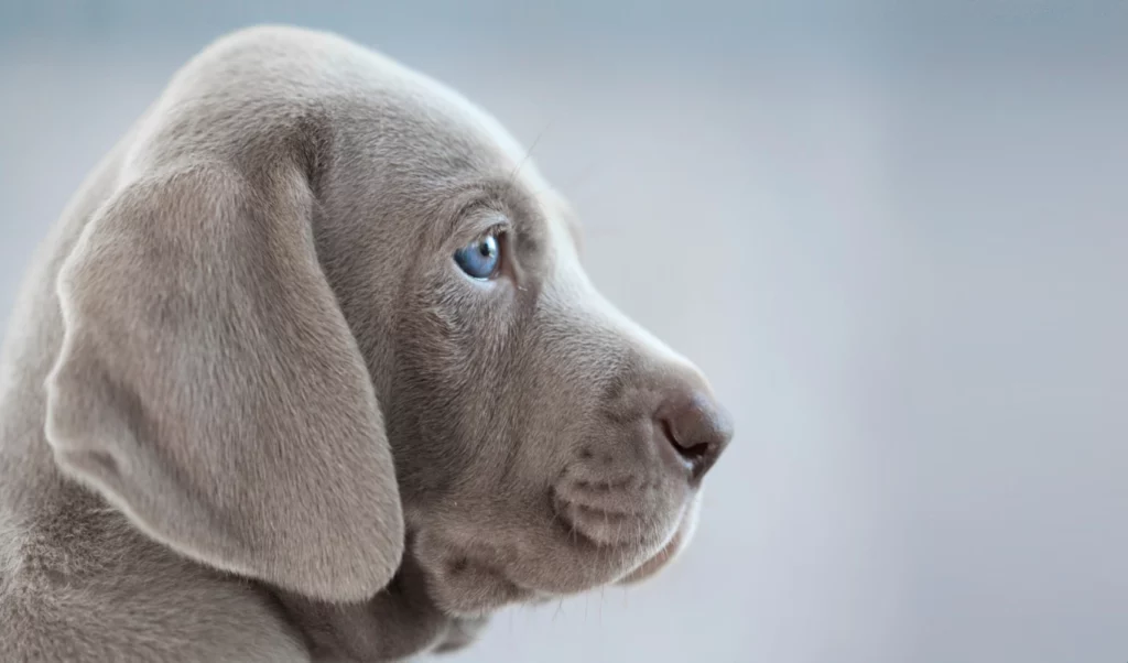 ToF Fotobehang hond Weimaraner puppy