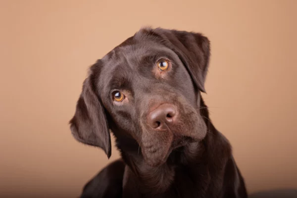 ToF Behang hond close-up labrador retriever